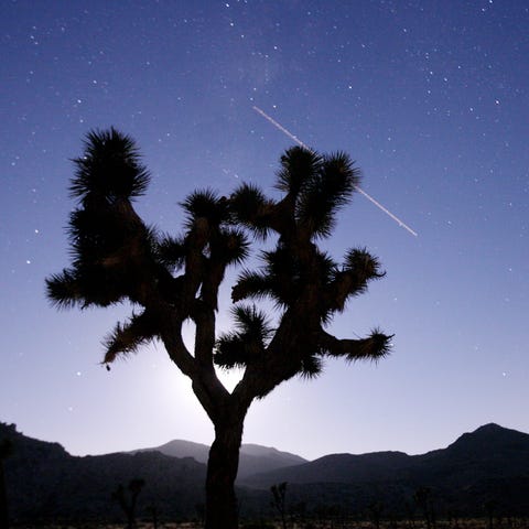 A Joshua tree is silhouetted by the moon as a plan