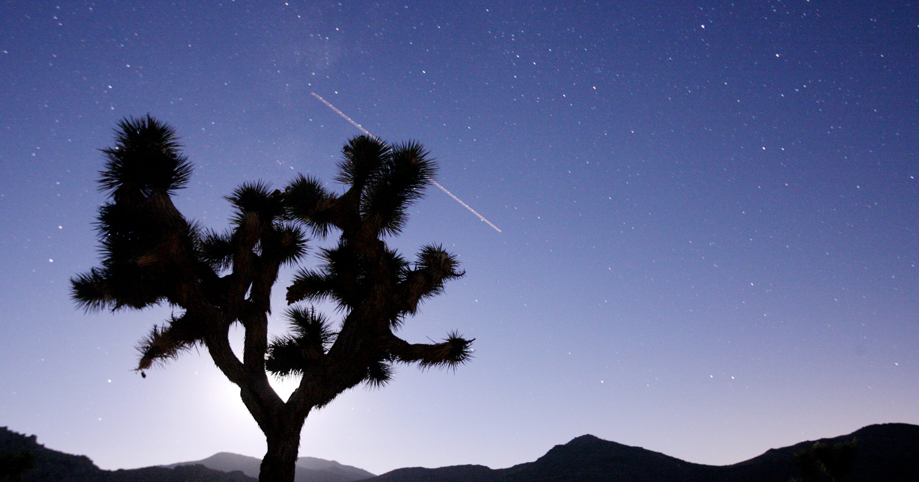 Endangered Species Act Changes Could Affect Joshua Trees