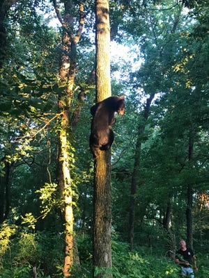 A 2-year-old black bear was seen roaming the east side of Joplin within city limits. It was captured July 11 and later euthanized because it had become accustomed to finding food near people's homes.