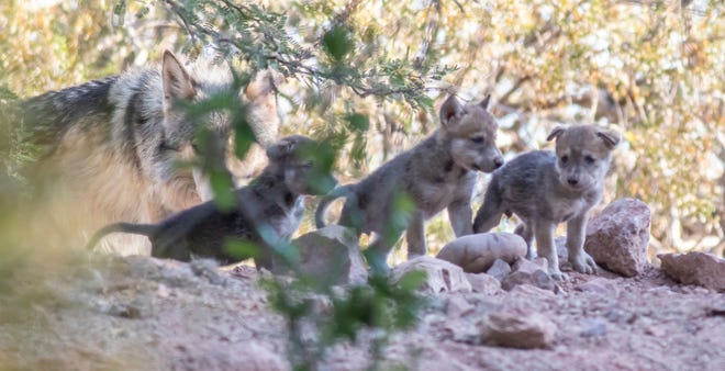 Three of the six Mexican gray wolf pups born in early-May at the Phoenix Zoo.