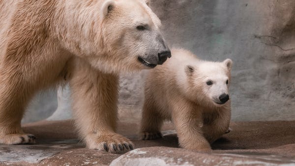 Borealis (Boris or Bo), a male polar bear cub,...