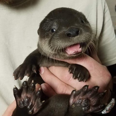 The North American river otter born in May at the...