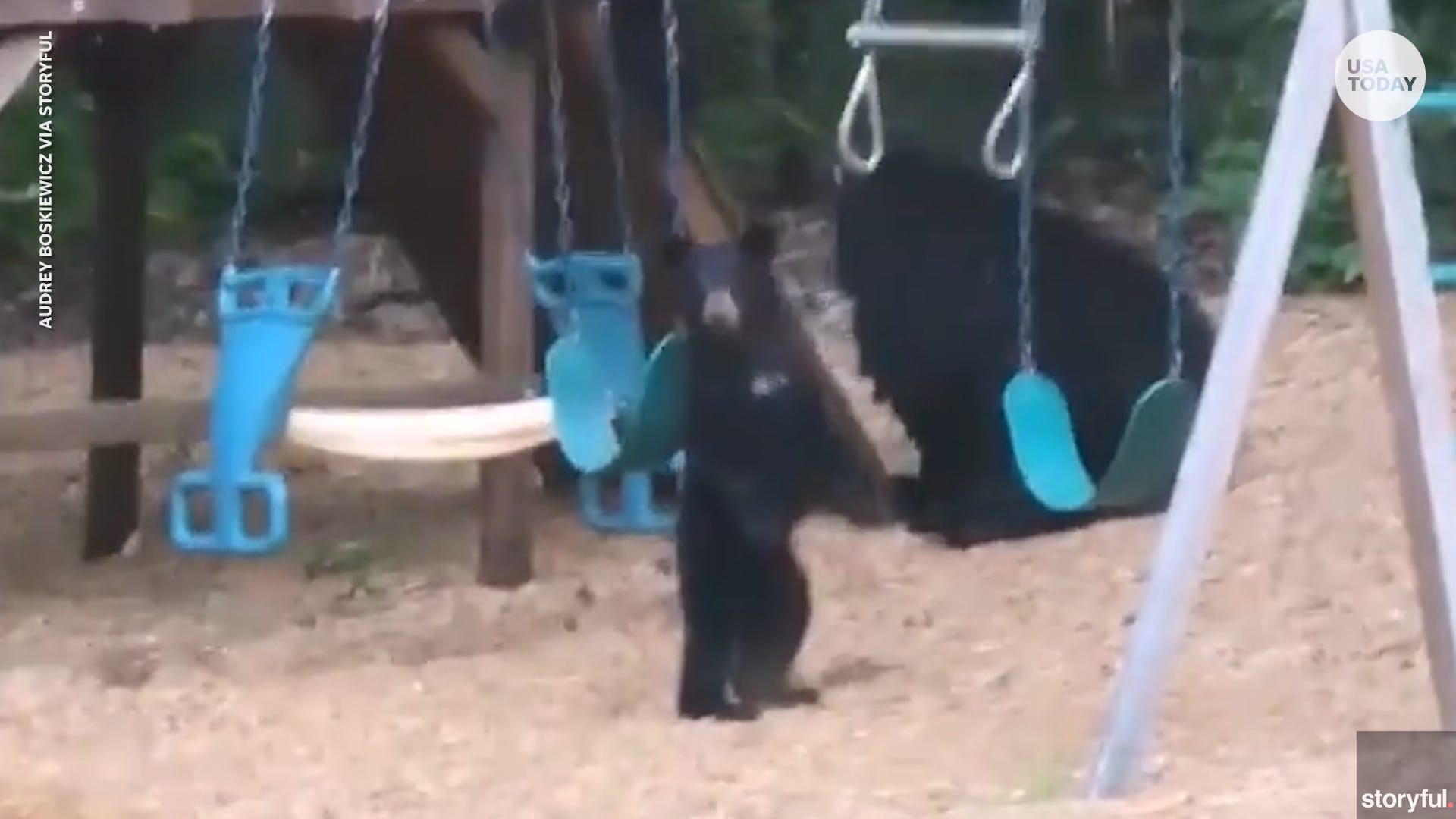 Bear cub has a ball on family