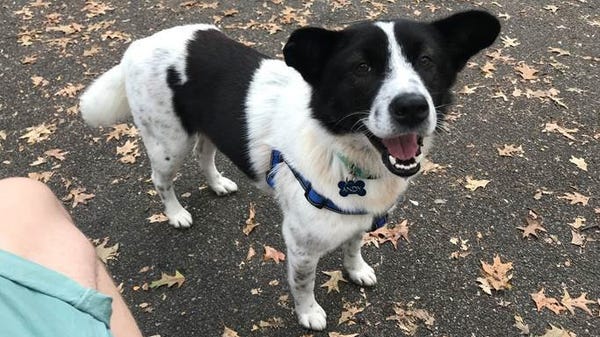 Andy, Austin Bradley's dog he found through How I...