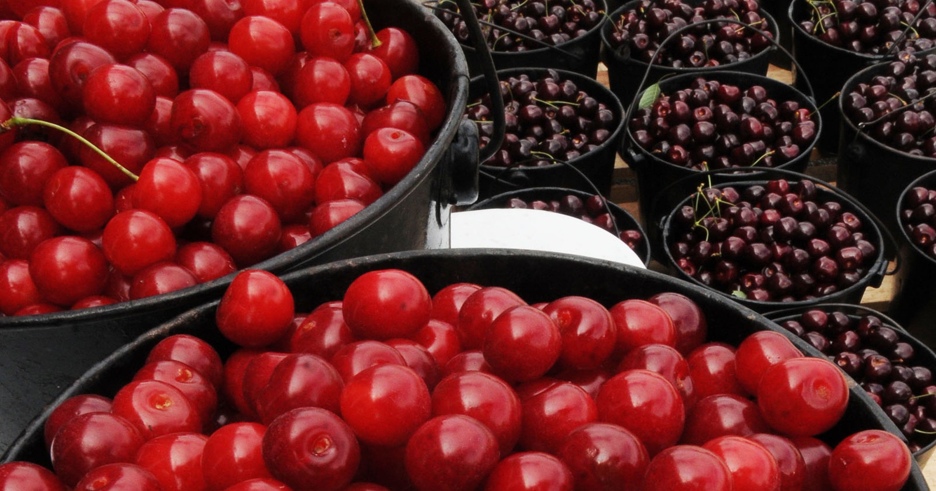 Door County cherry picking 2019 Some orchards opening, more next week