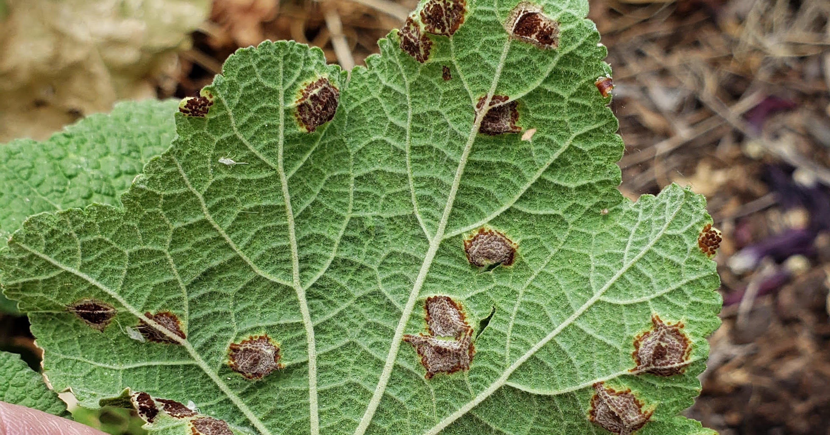 Fungal rusts might be more prevalent this monsoon season