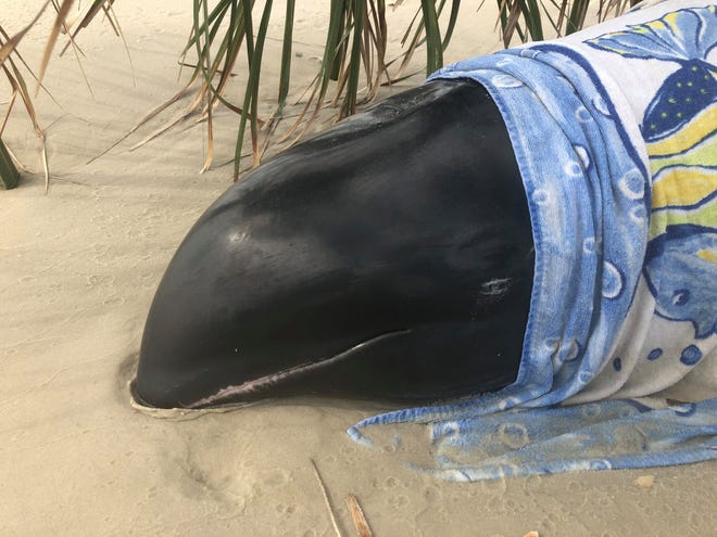 A melon-headed whale that beached on Little St. George Island on Sunday was euthanized because of poor health and multiple injuries.