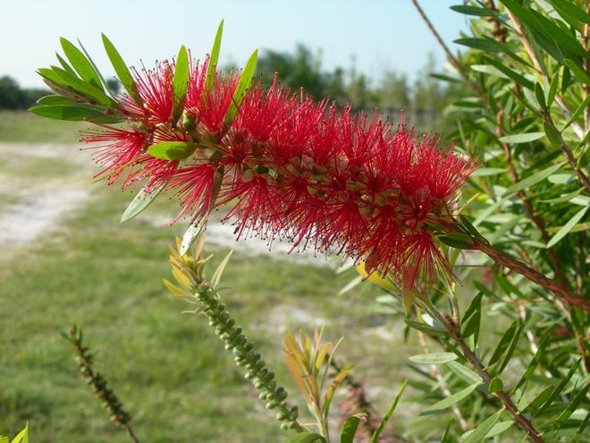 Pretty bottlebrush trees are short-lived in Treasure Coast landscapes due to pest problems. However, ball moss and air plants are not the pests only the indicators of other troubles.