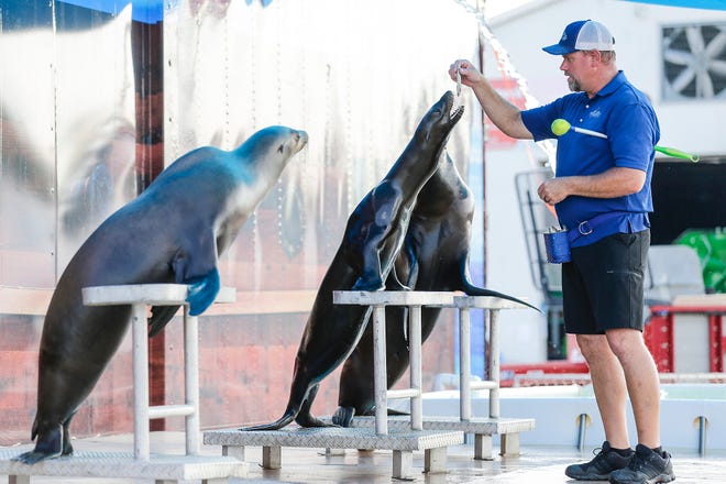 The Sea Lion Splash show is still on the schedule for this summer's Fond du Lac County Fair while grandstand events, such as Daughtry's performance, have been postponed to 2021.