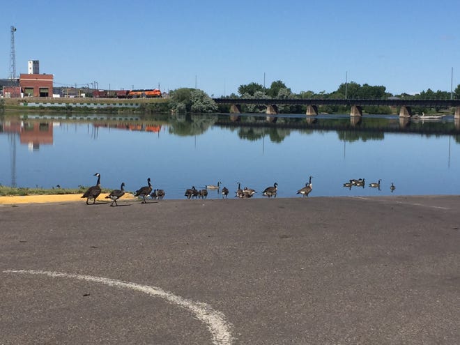 A flock of geese gather at the boat put-in at Broadwater Bay in Great Falls late Saturday morning. The city set a record low of 41 degrees Saturday morning.