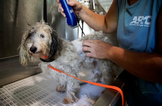 Sarah Frogge, of the Animal Refuge Center in North Fort Myers, cares for Lucy, one of 16 dogs rescued from flood ravaged St. Landry's Parish in Louisiana (Hurricane Barry) at the refuge on Sunday.