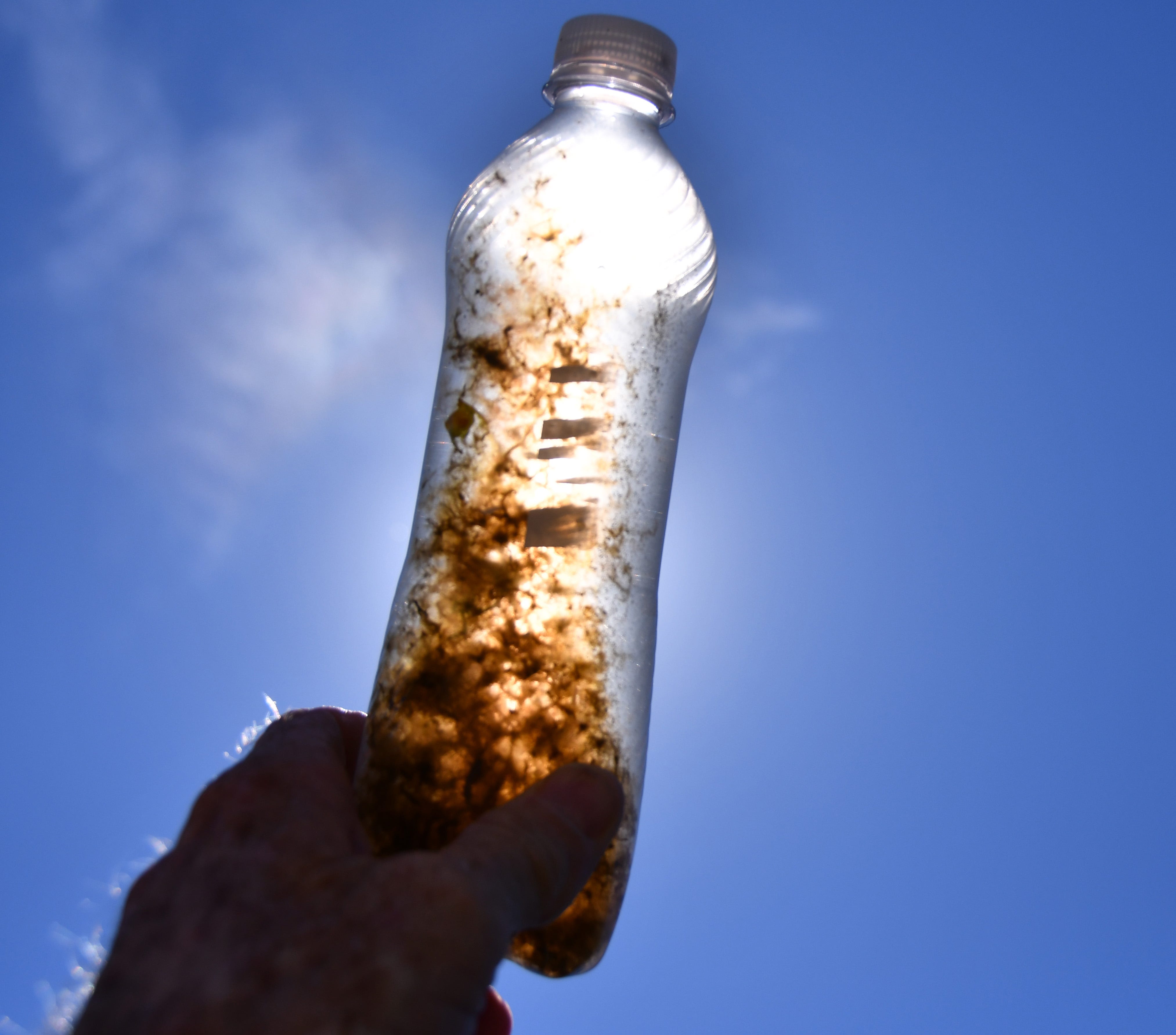Brown algae strikes Cocoa Beach; bluegreen algae at Lake Washington