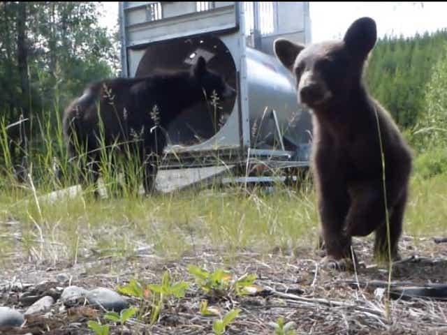 Bear Incidents Have Glacier National Park Staff Members Hopping