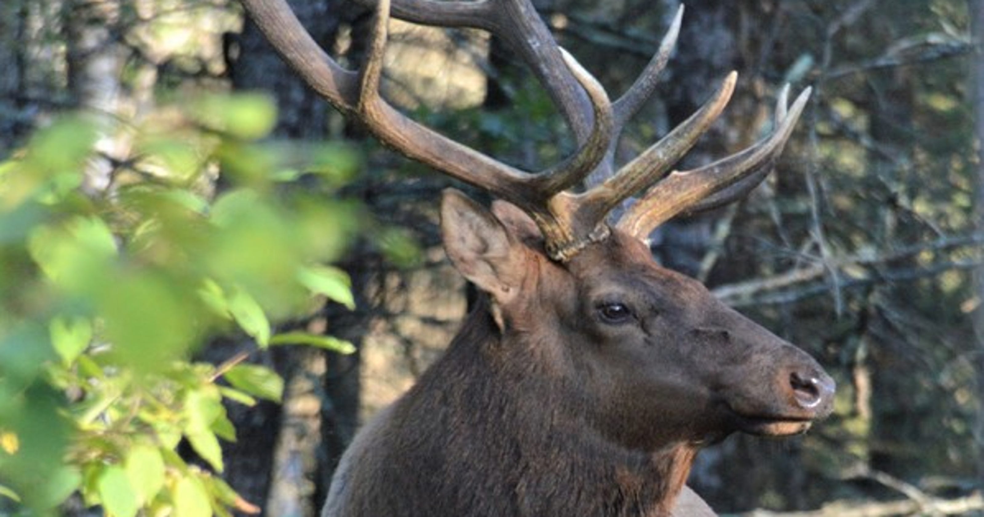 Wisconsin elk Northern herd nears 300 Manitowoc outdoors news