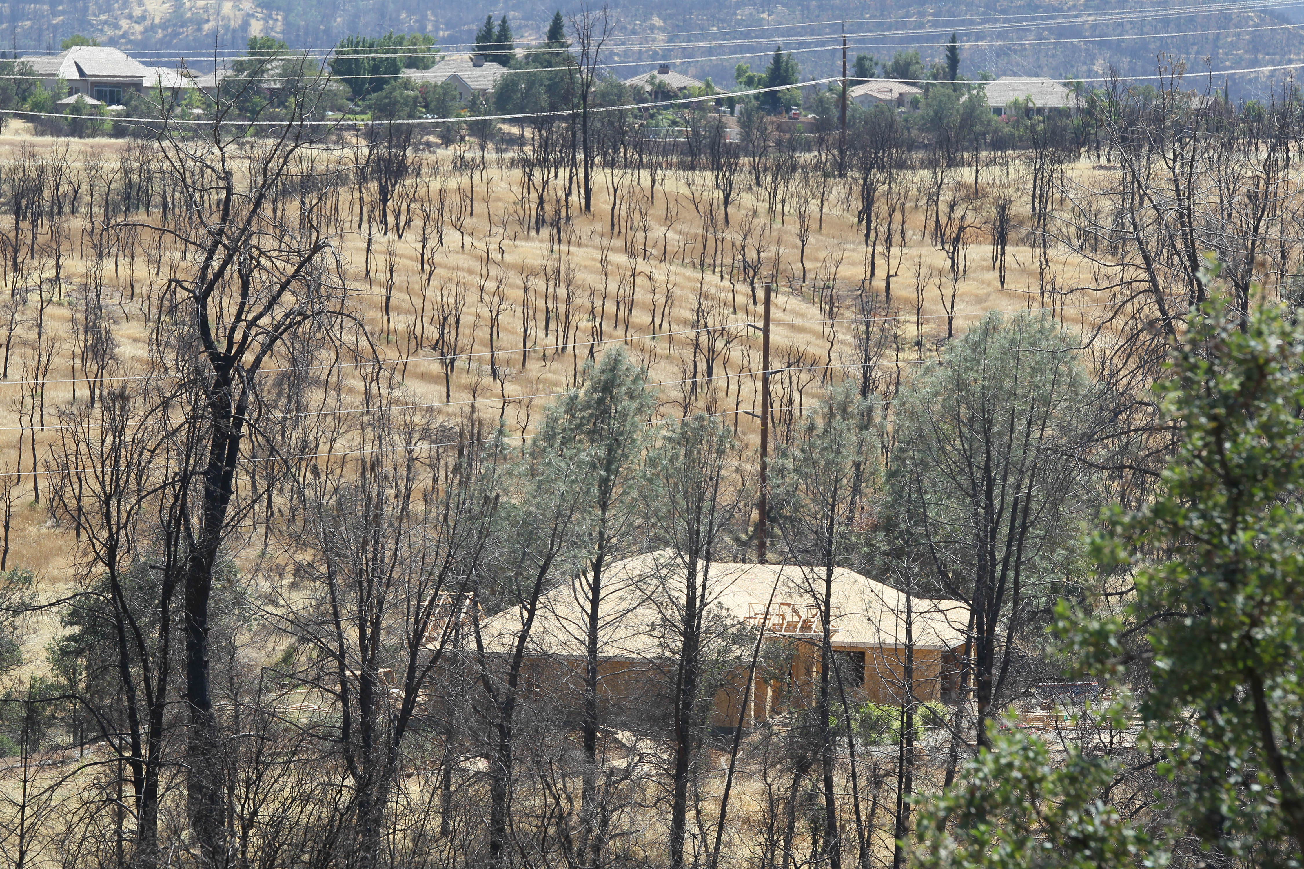 A section of woodland nearly a year after the Carr Fire burned the area near River Ridge Terrace subdivision in Redding.