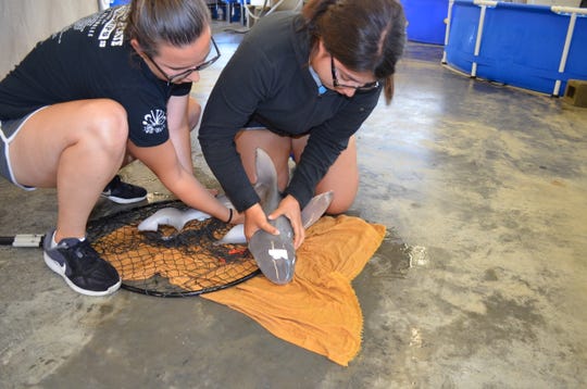 Student interns Bethany Brodbeck and Brenda Pereda-Rodriguez handle a sandbar shark during research at the Virginia Institute of Marine Science's Eastern Shore Lab.