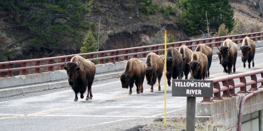 A herd of bison crosses a bridge at Yellowstone National Park in March 2017. The free-ranging herds often cause minor traffic delays for park visitors who find their vehicles temporarily surrounded.              [Via MerlinFTP Drop]