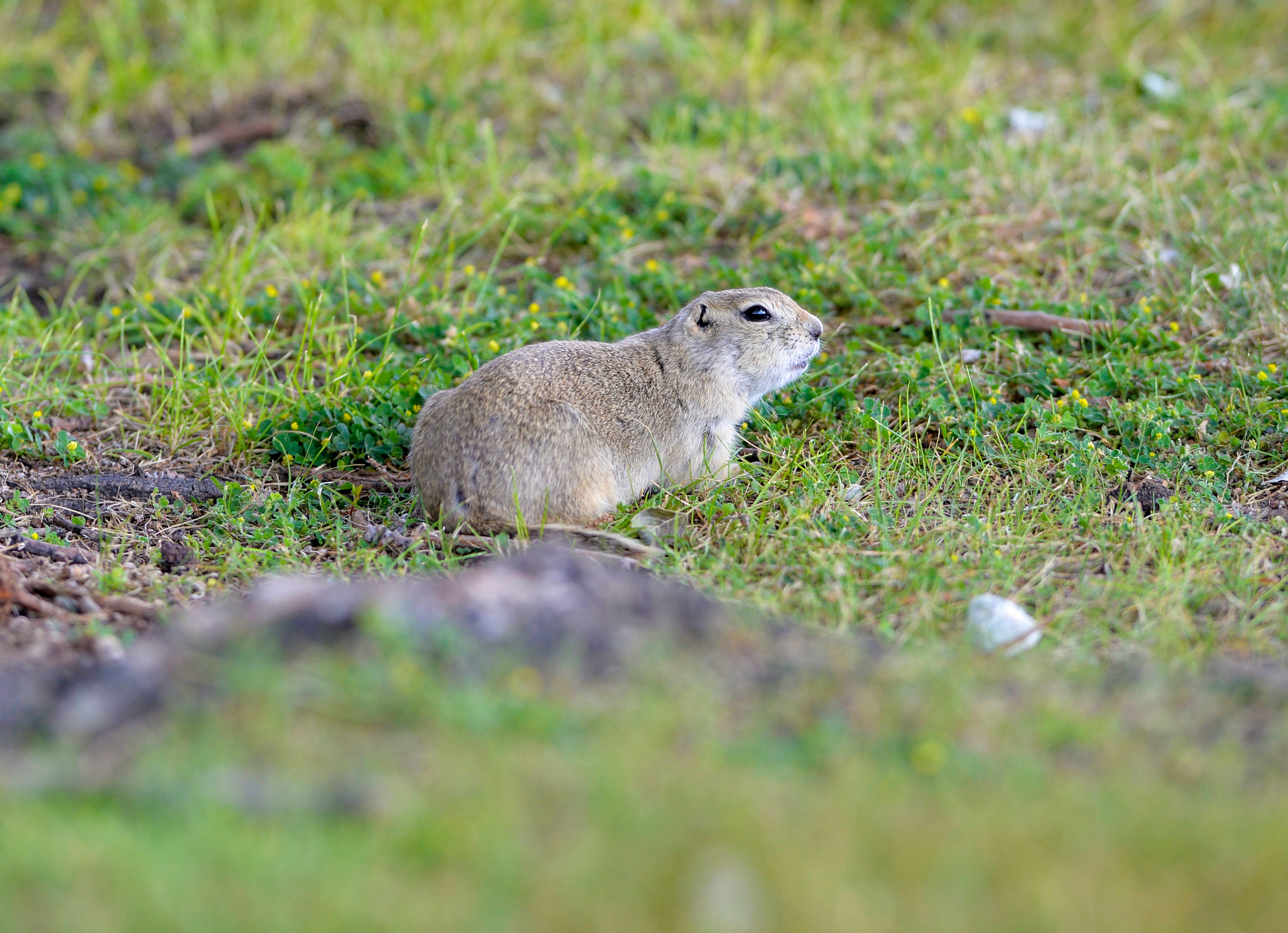 Exploding ground squirrel population prompts control measures