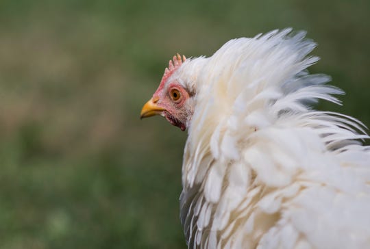 Ingham County Sets Limit On Urban Chickens Will Consider Ducks Goats