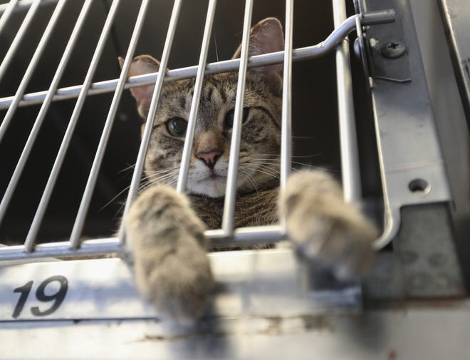 Mowbli looks out of his cage, waiting to be adopted at Hi Tor Animal Care Center in Pomona on Tuesday, July 23, 2019.