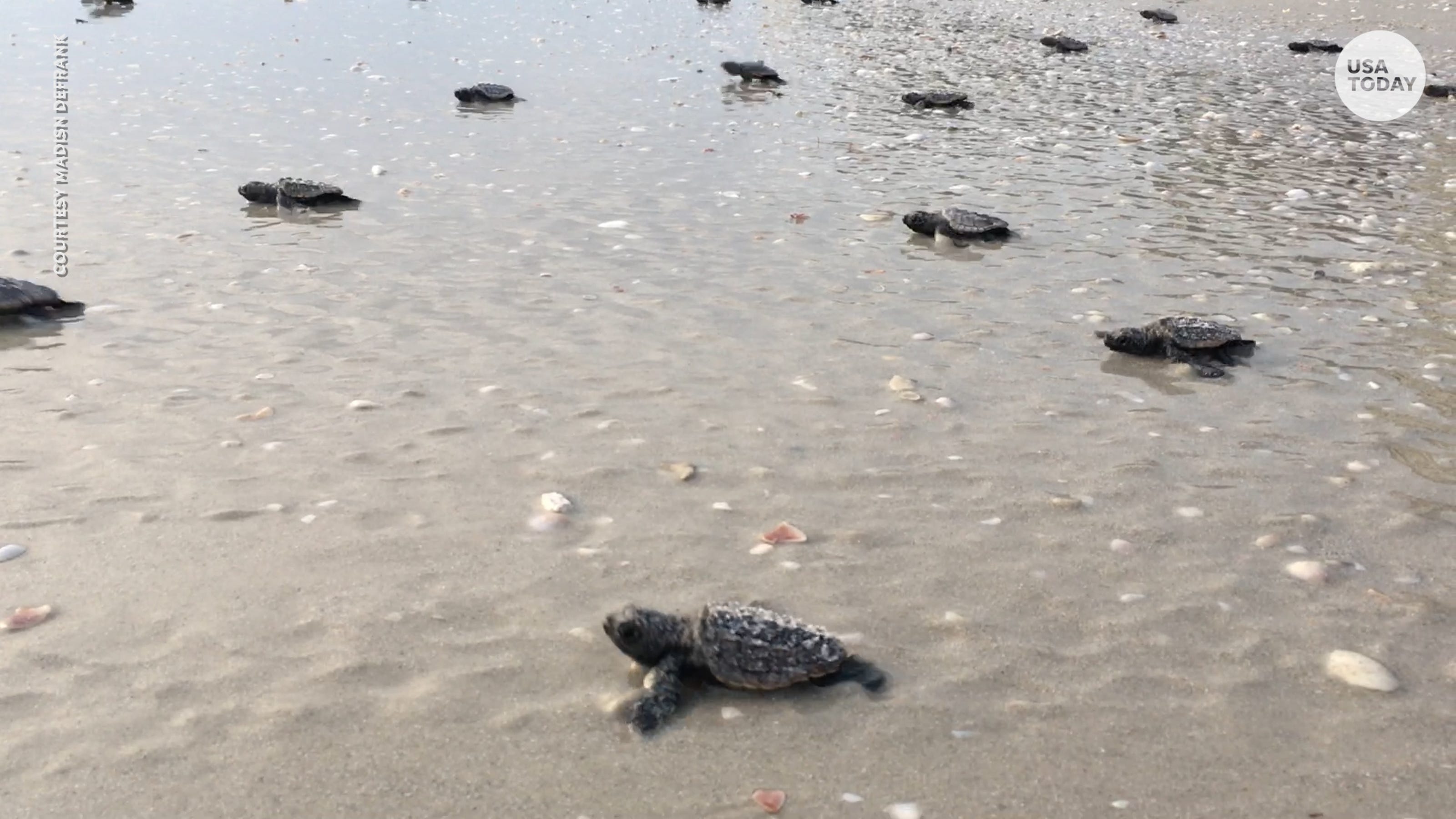 Hundreds of baby sea turtles march into the Gulf of Mexico