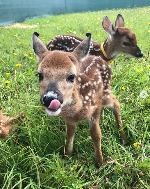 fawn ears
