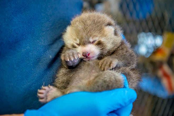 Milwaukee Zoo Announced The Birth Of Another Adorable Red Panda Milwaukee Zoo Announced The Birth Of Another Adorable Red Panda
