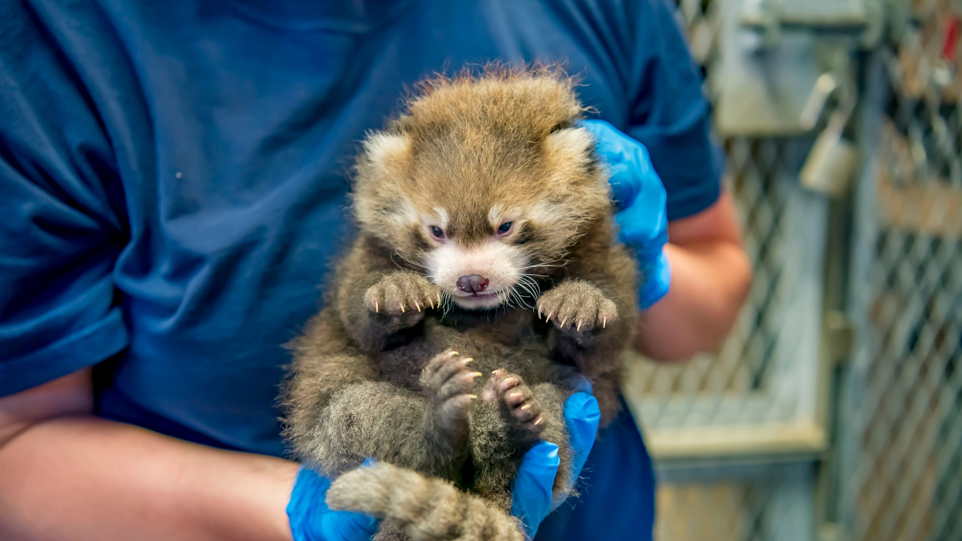 Milwaukee Zoo Announced The Birth Of Another Adorable Red Panda Milwaukee Zoo Announced The Birth Of Another Adorable Red Panda