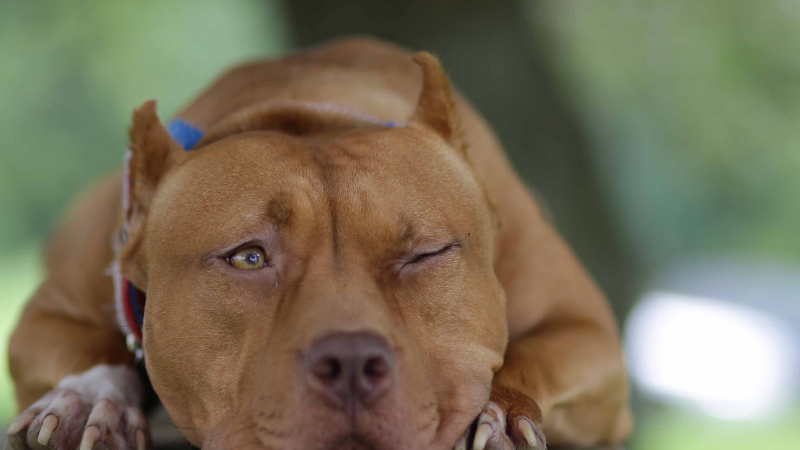 Why Do Pit Bulls Have a Bad Reputation? – Union Lake Veterinary Blog