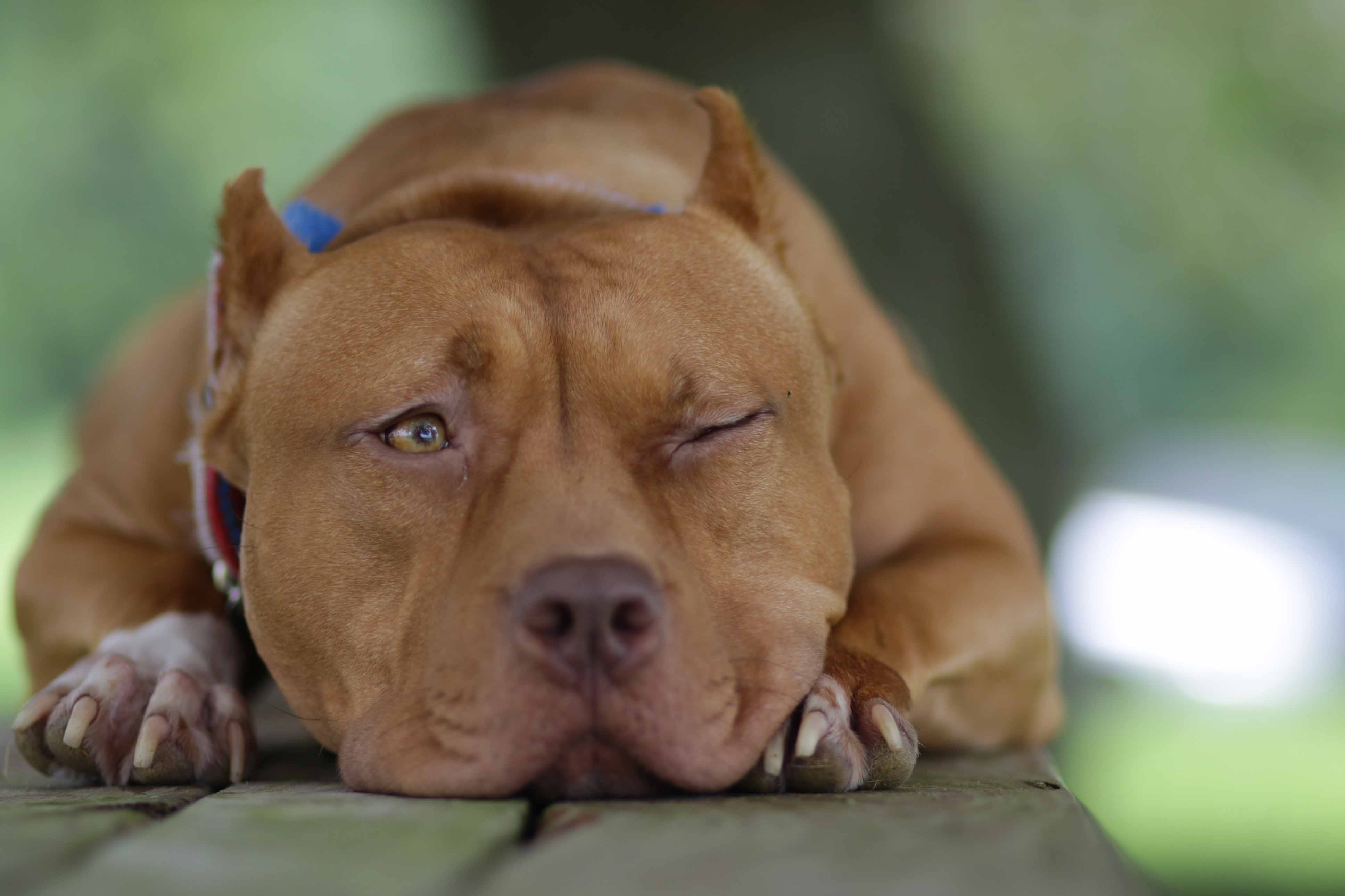 Which States Allow Pit Bulls