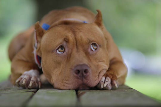 Delaware pit bull stars as Brad Pitt�s dog in �Once Upon a Time In