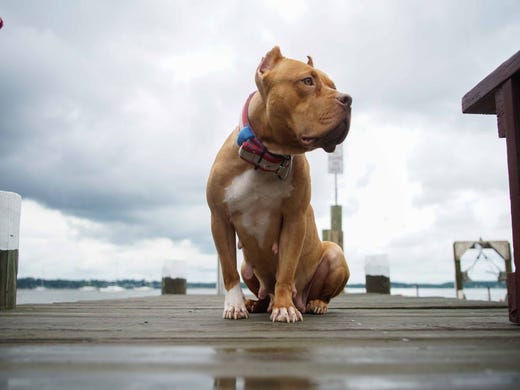 Delaware Pit Bull Stars As Brad Pitt S Dog In Once Upon A Time In Hollywood