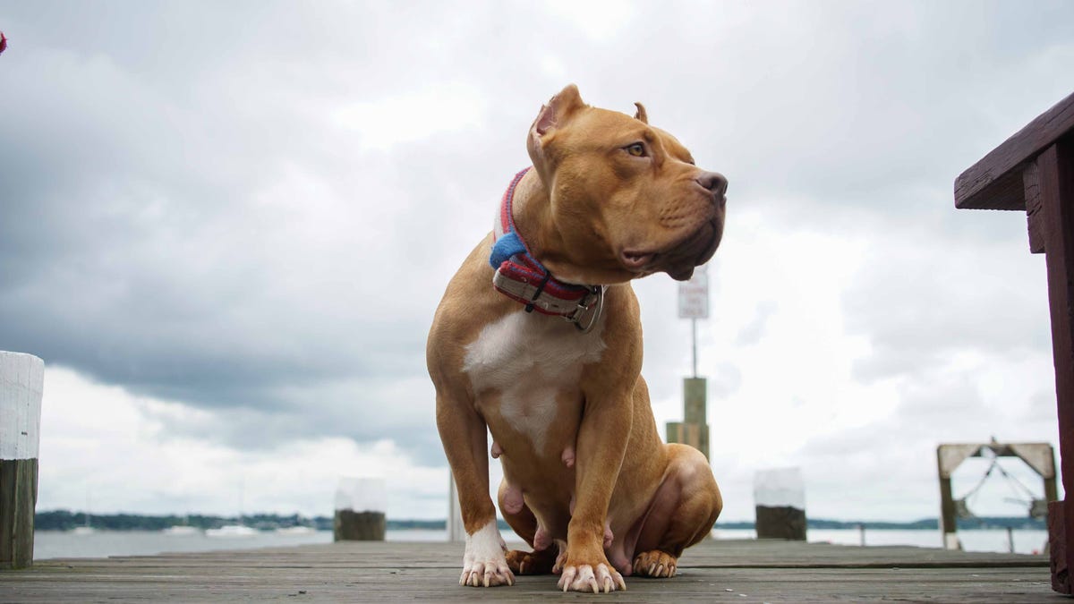 Once Upon A Time In Hollywood Meet The Dog Starring With Brad And Leon
