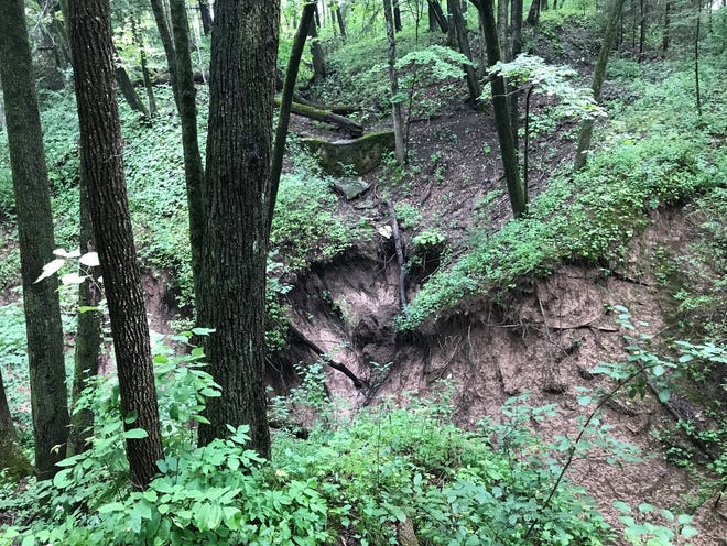 Runoff from extreme storms has destroyed the root systems of many trees in the north ravine area at Schlitz Audubon Nature Center in Bayside.