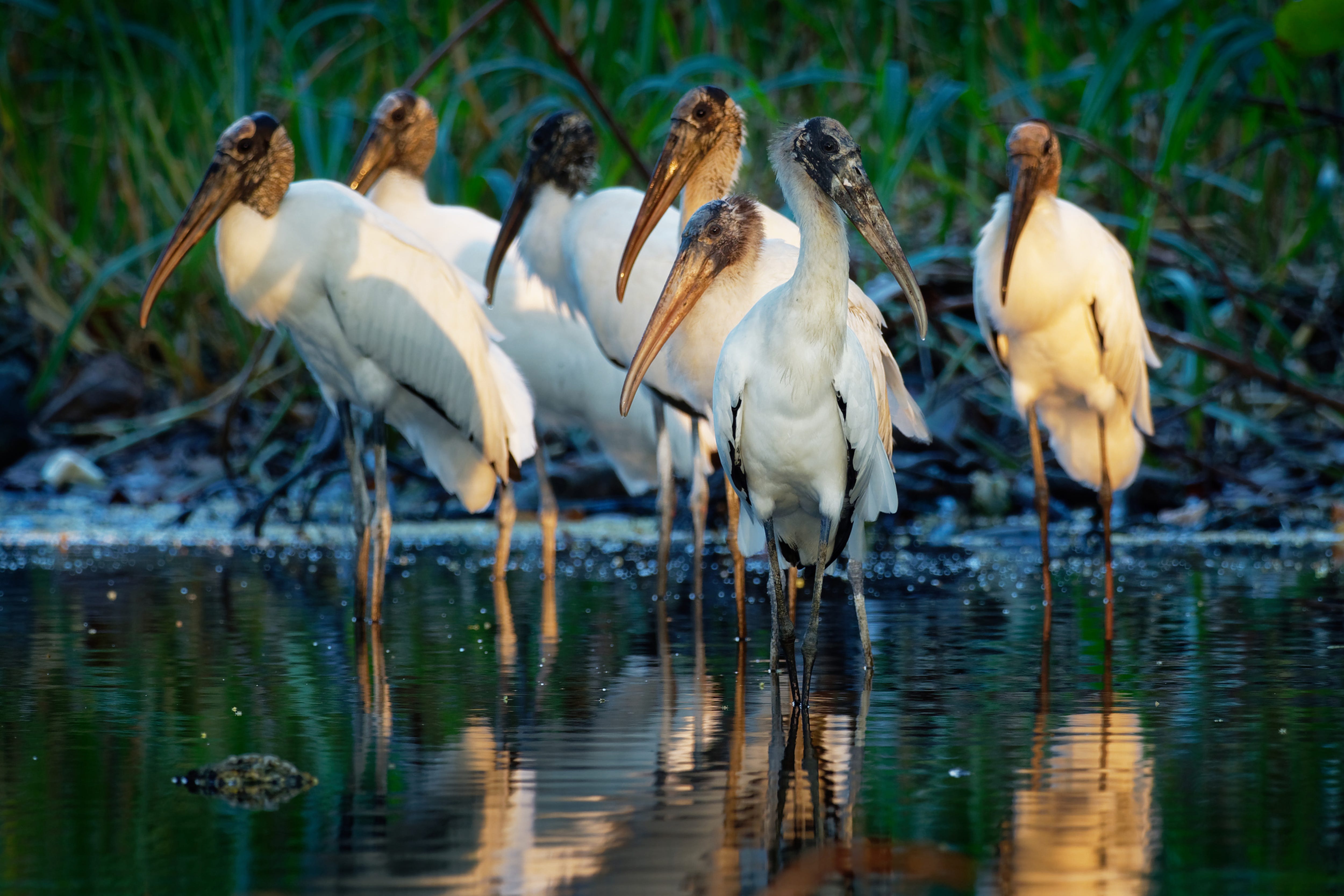Endangered Species Act changes affect Florida wildlife