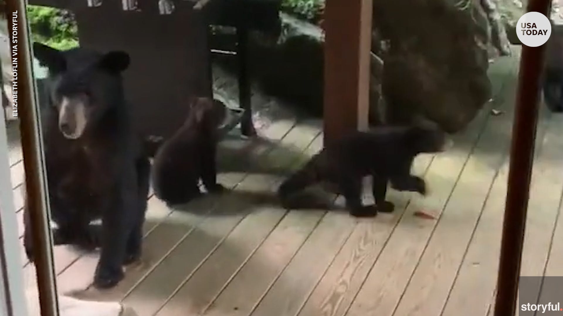 bear steals dog food