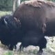 Where are the bison? 75 of them remain on the loose in upstate New York