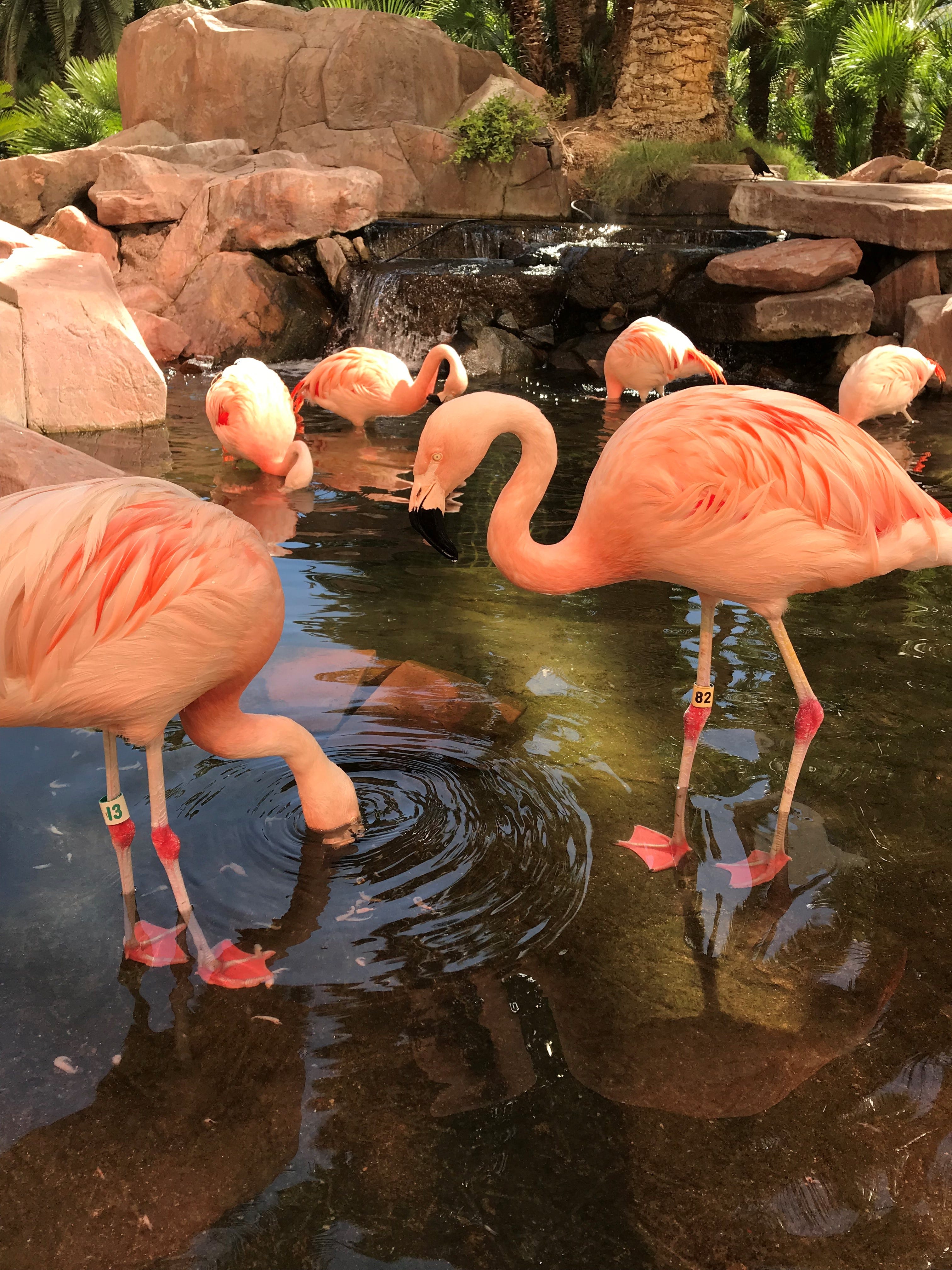 Las Vegas Strip Flamingos Living The Life Here S A Look