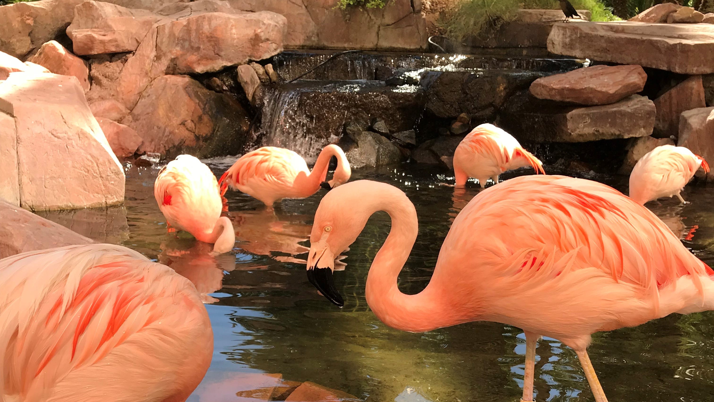 Las Vegas Strip Flamingos Living The Life Here S A Look