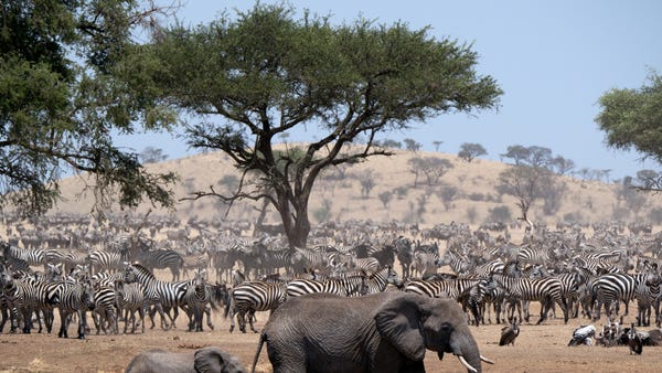 Picture Shows: Elephants and zebra herds at...