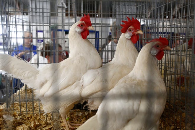 Two more bird flu outbreaks have been reported, one affecting 15,000 chickens in Humboldt County.