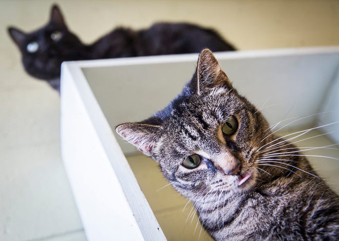 Pets at Muncie's Animal Shelter wait for adoption in July. The shelter is in constant need of donations.