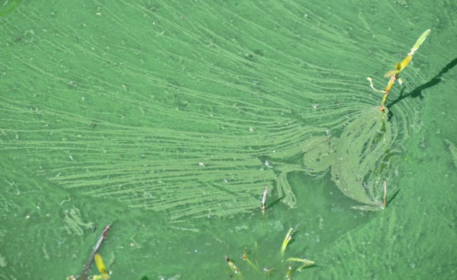 Blue-green algae coated waters near the banks of Lake Washington Monday (7/29/2019), where signs warn of potentially toxic algae. Health officials warned Friday (Feb. 25, 2023) that a similar algae was found in the lake on Feb. 20. People should use caution fishing, swimming and otherwise recreating the lake.