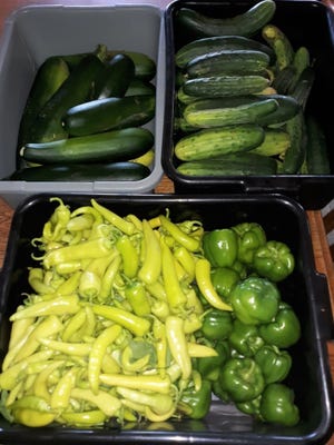 Zucchini, cucumbers, and peppers provide many options for canning, cooking, and even baking into desserts.