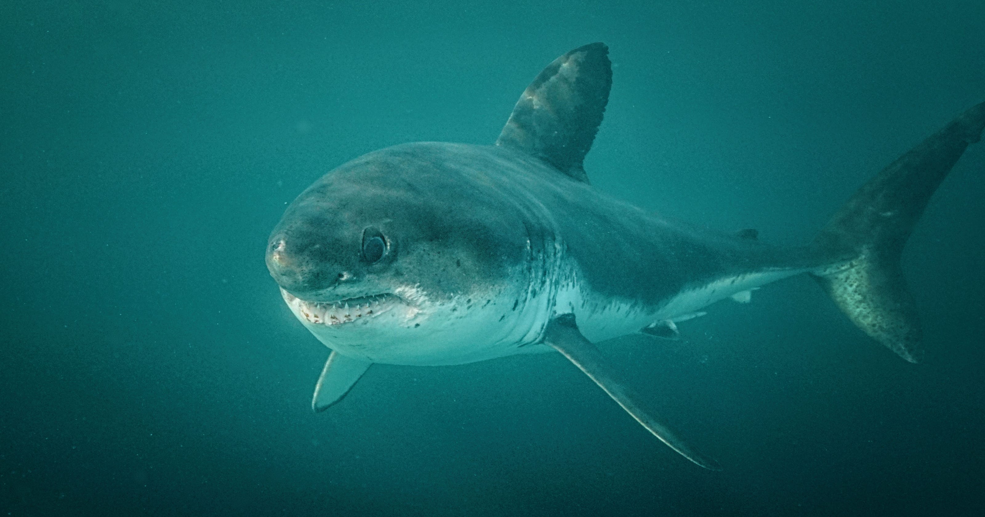 Florida New Smyrna Beach Shark Attack 3 People Bitten In