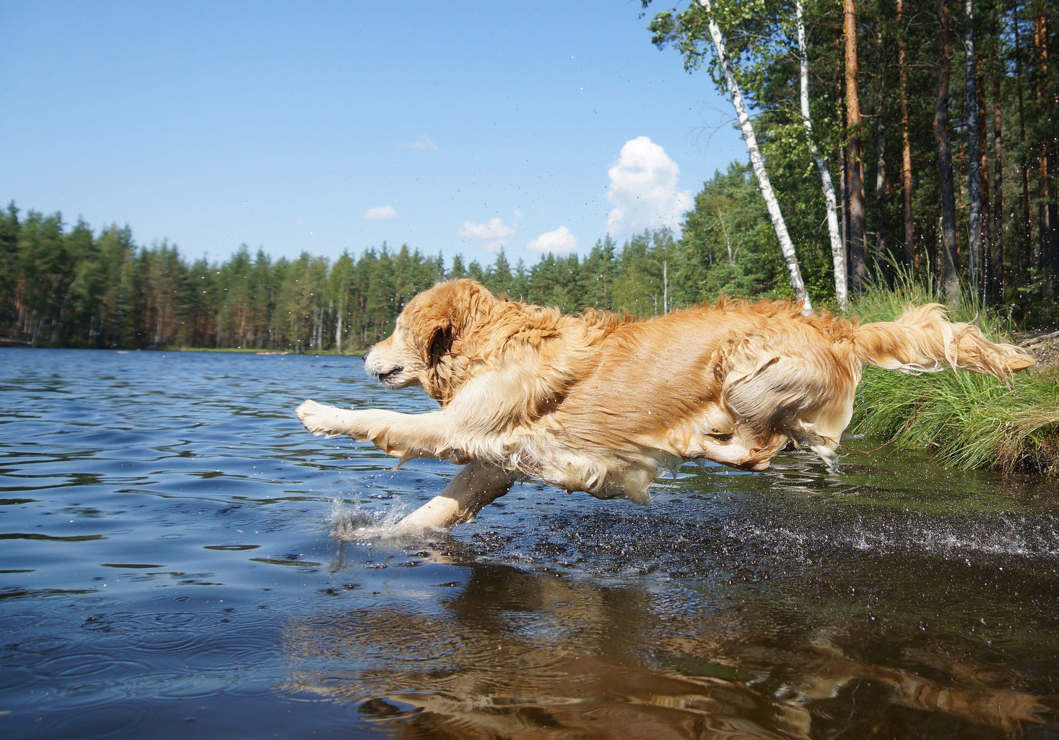 A dog leaps into the water