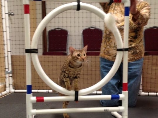  Fort  Myers  cat  show returns with more running jumping 