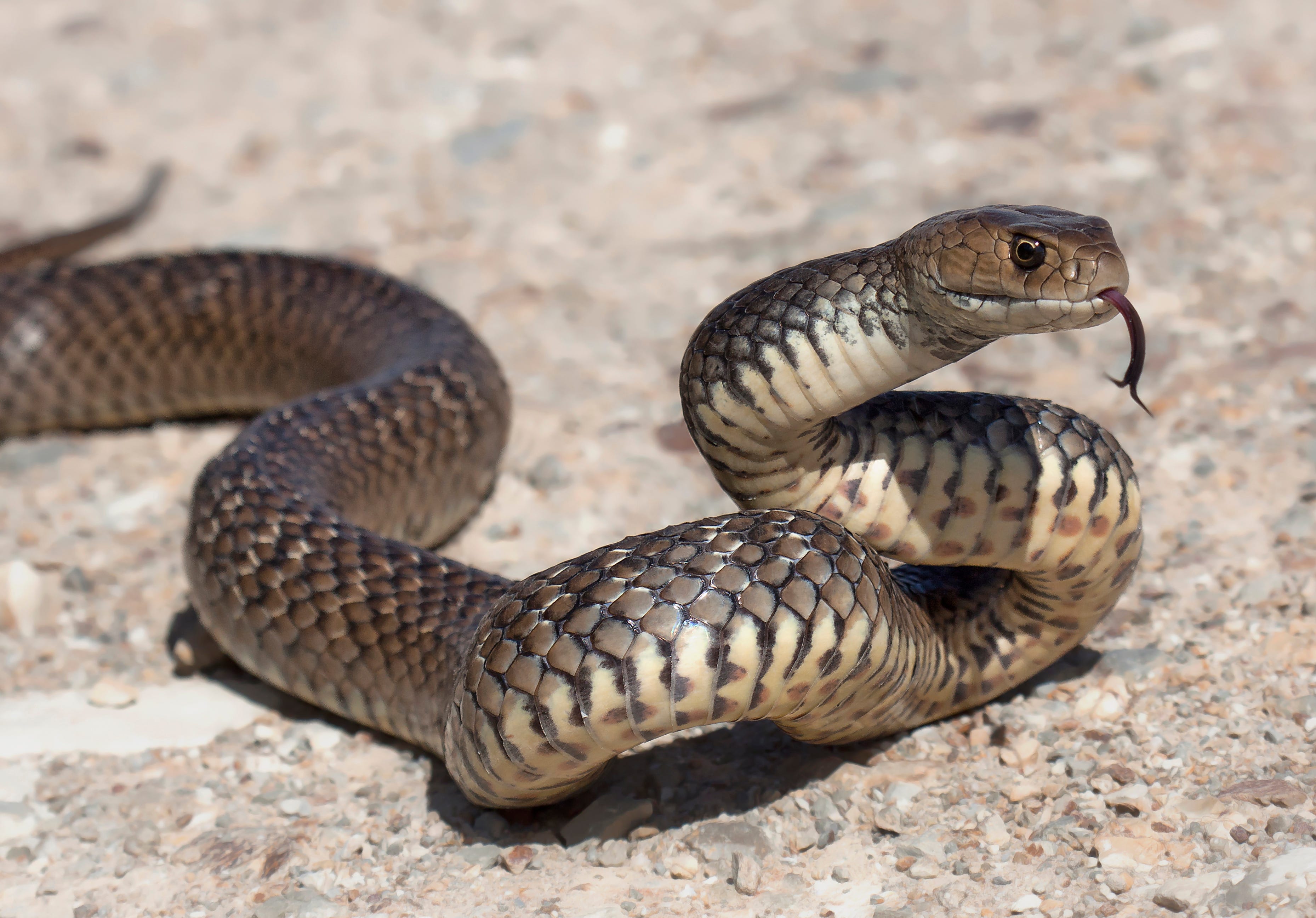 Australian man fights, kills deadly snake while driving on