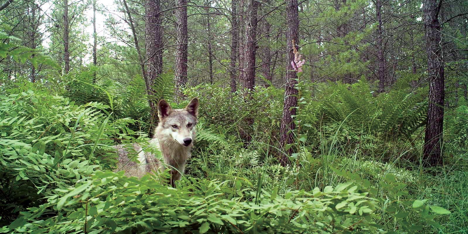 Federal Protection Of Wolves Questioned After Wisconsin Wolf Attacks