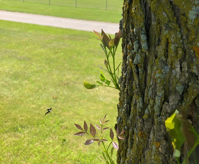 An emerald ash borer flies onto a tree in Mount Calvary. The Fond du Lac County area is see an rapid infestation increase this year in the bug, which destroys ash trees.